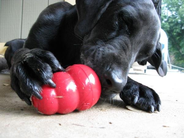 Kong Classic Medium - Imagen 3